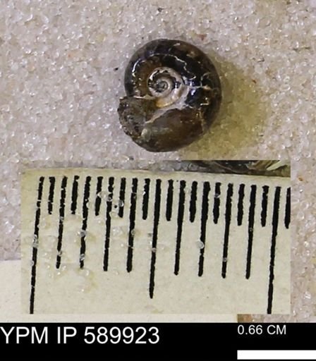undet. Scaphitidae