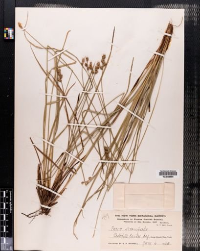 Carex incomperta