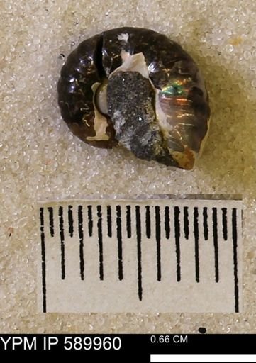 undet. Scaphitidae