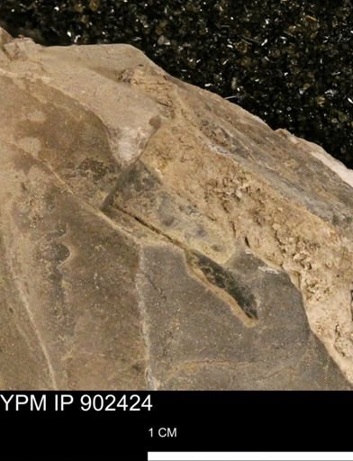 Baculites