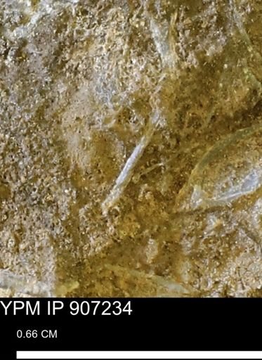 undet. Mollusca