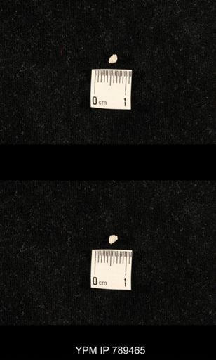 undet. Bryozoa