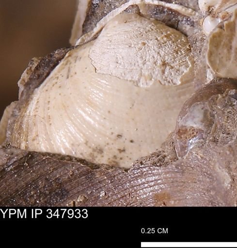 Limopsis striatopunctatus