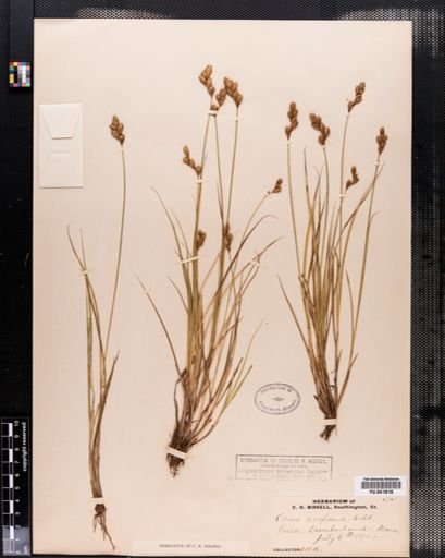 Carex scoparia