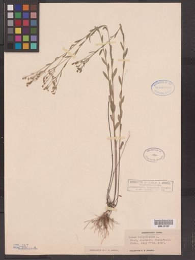 Linum virginianum