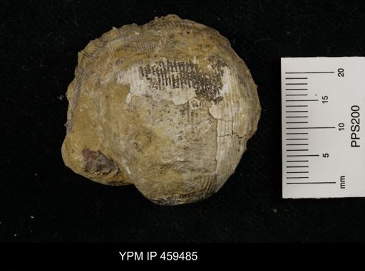 Linoproductus prattenianus
