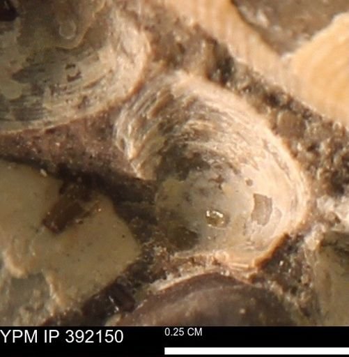 Protocardia sp.
