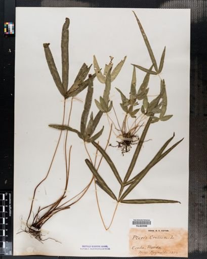 Pteris