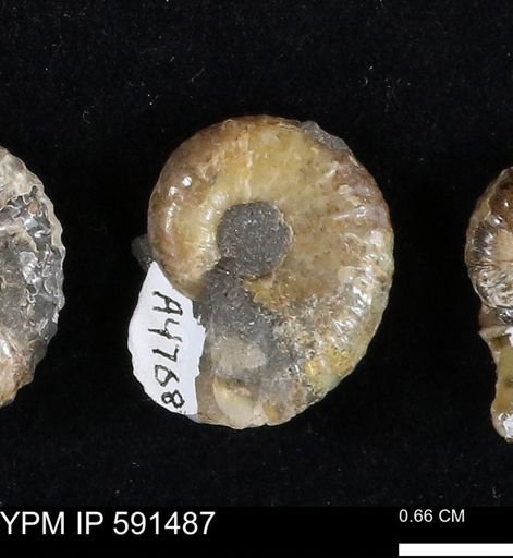 Hoploscaphites