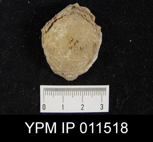 Linoproductus cora angustus