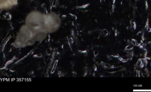 undet. Foraminiferida