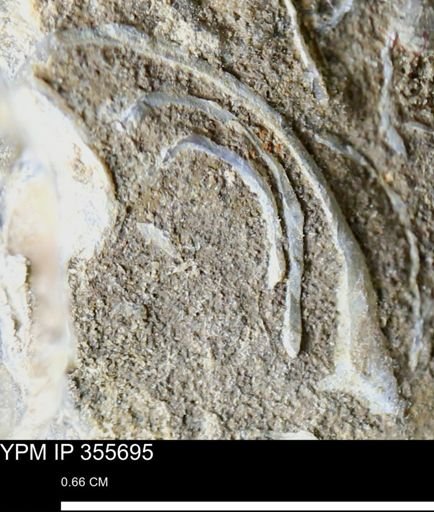 undet. Bivalvia