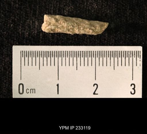 Archaeocidaris sp.