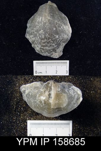 Pentamerus oblongus
