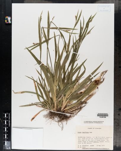 Plantae