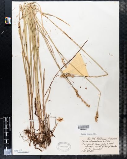 Carex tenera