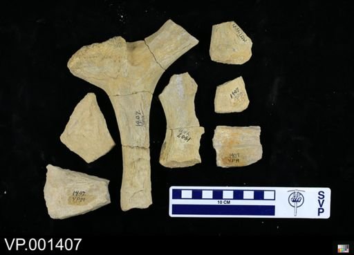 Protostega sp.