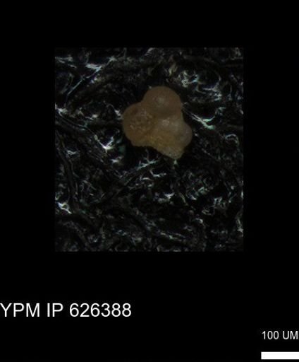 undet. Foraminiferida