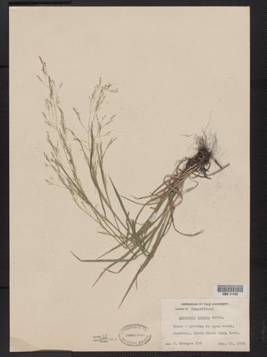 Agrostis scabra