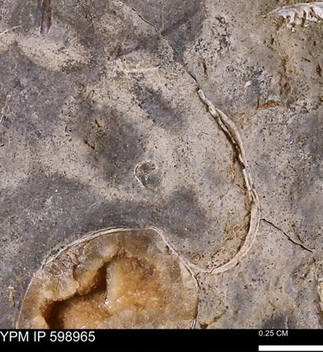 Hoploscaphites sp.