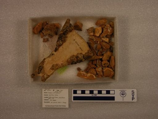 Oxyaena lupina