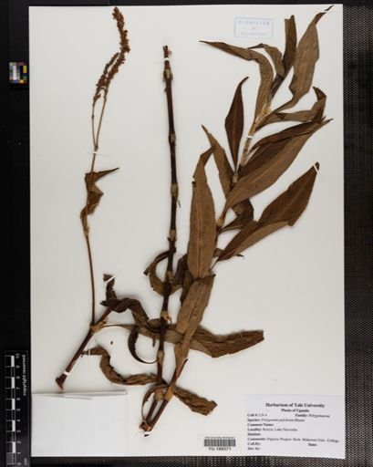 Plantae