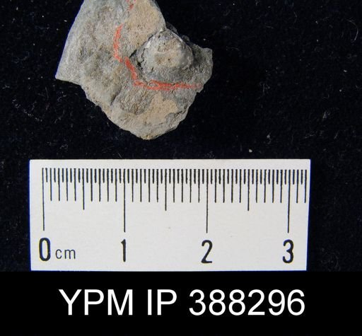 Productus pertenuis
