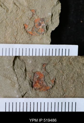 undet. Arthropoda