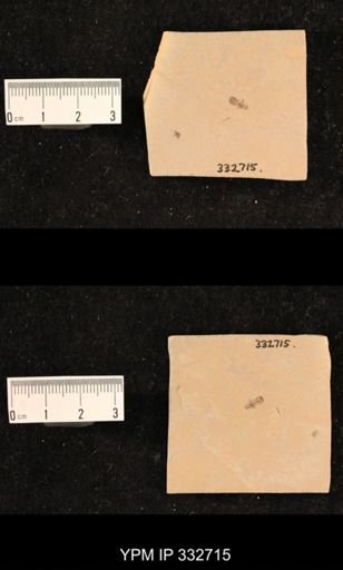 undet. Hexapoda