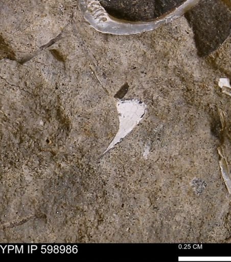 Mollusca