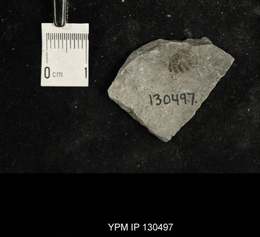 Proetus?
