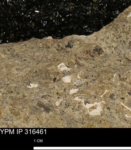 undet. Mollusca