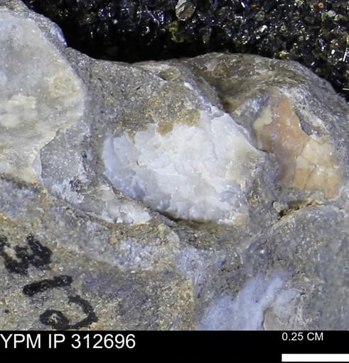 Phelopteria linguaeformis