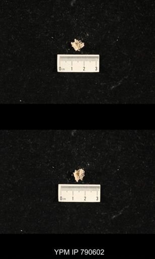 undet. Bryozoa
