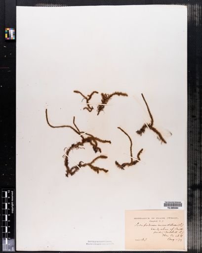 Lycopodium inundatum