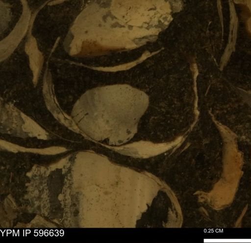 Protocardia sp.