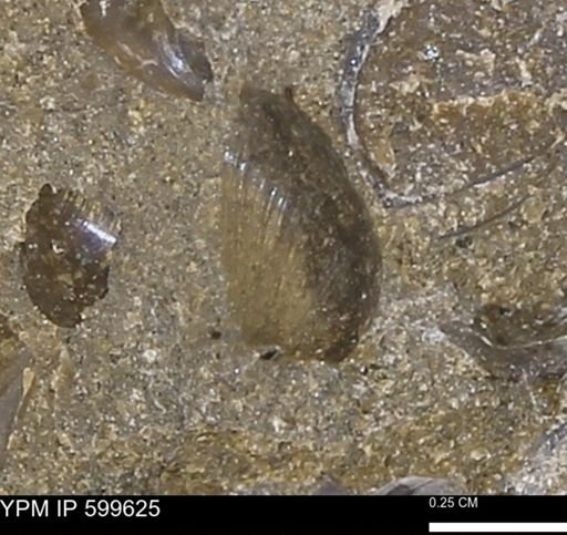Protocardia subquadrata