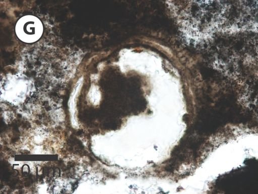 Variomargosphaeridium aculeiparvum