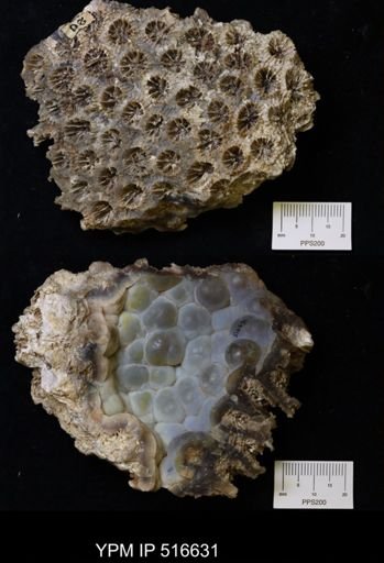 Anthozoa