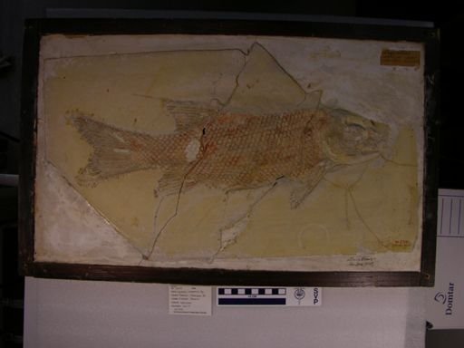 Lepidotus notopterus