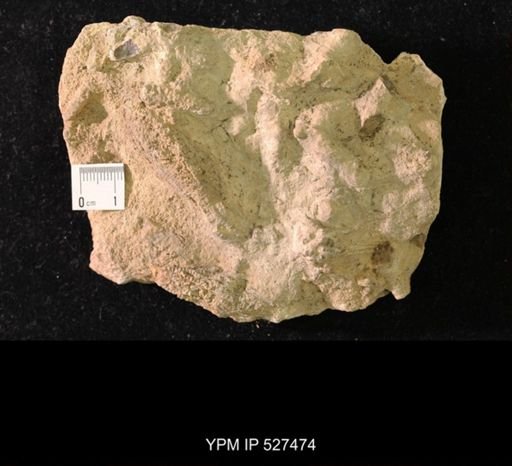 Iocrinus subcrassus