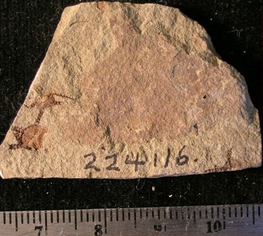 Stephanoura belgica