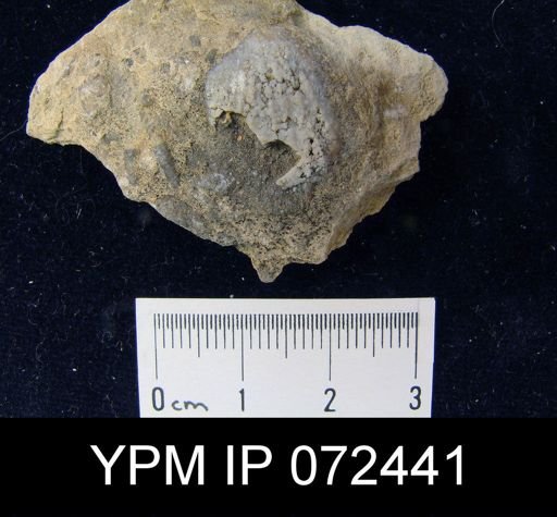 Atrypa tennesseensis