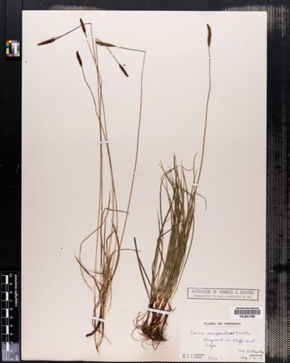 Carex scirpoidea