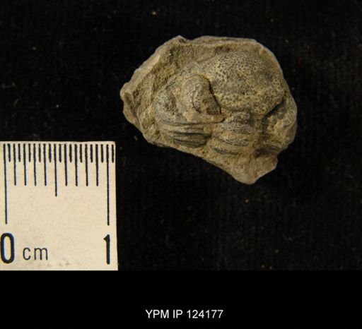 Phacops rana