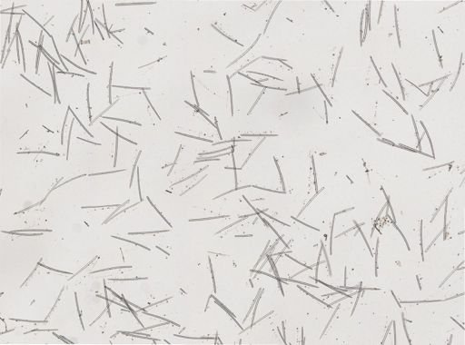 Ectyoplasia ferox