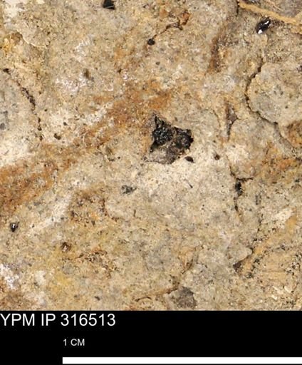 undet. Mollusca