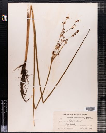 Juncus militaris