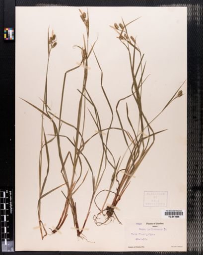 Carex pallescens