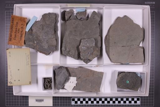 mixed taxa, stratigraphic collection